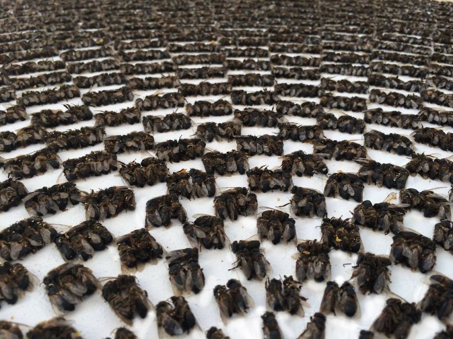 Why Am I Making Art From Thousands Of Dead Bees? Why Am I Making Art From Thousands Of Dead Bees?