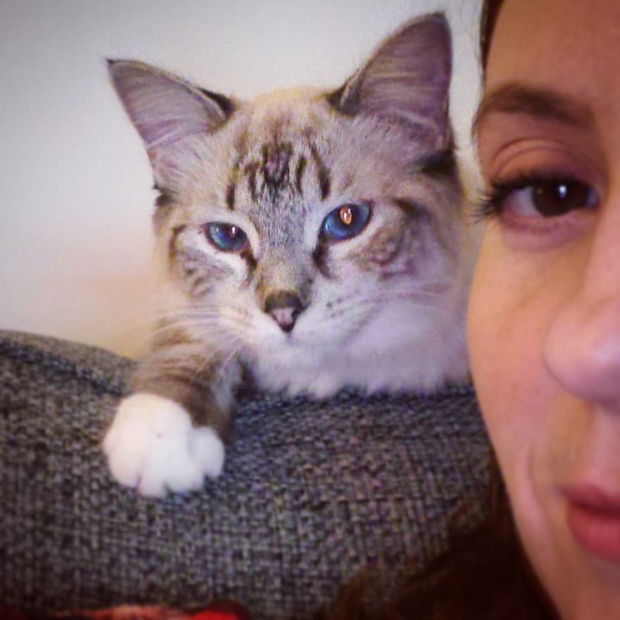 &lsquo;Skin And Bones&rsquo;: Stray Cat Gets Rescued, Finds A Loving Home, And Transforms Unrecognizably