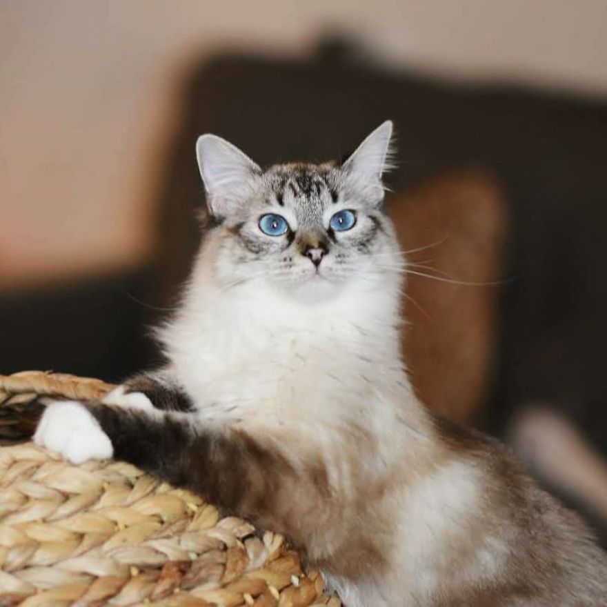 &lsquo;Skin And Bones&rsquo;: Stray Cat Gets Rescued, Finds A Loving Home, And Transforms Unrecognizably