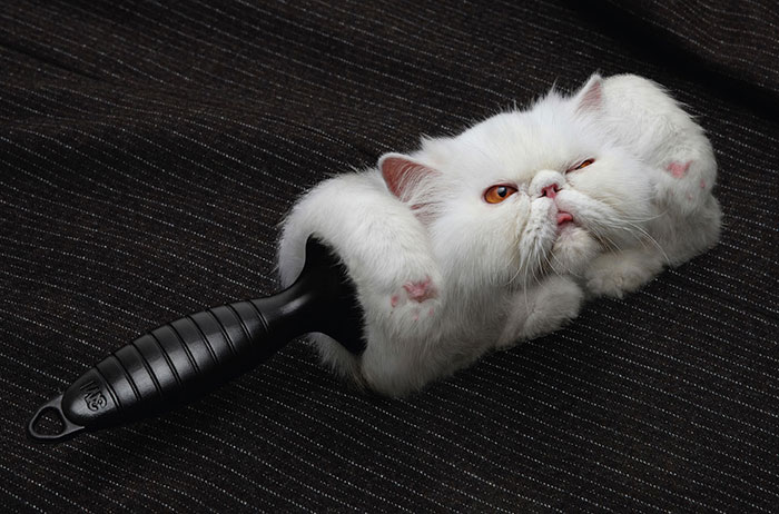 My 51 Favorite Print Ads That Use Cats In A Purrfect Way