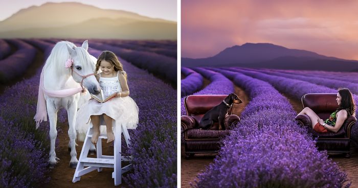 Every January, I Go To Blooming Lavender Fields In Tasmania To Take These Dreamy Photos Of Pets (100 Pics)
