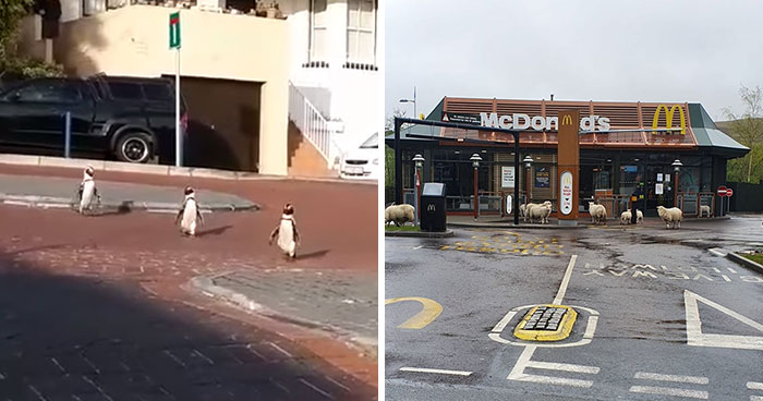 Con los humanos en cuarentena, los animales se pasean por las ciudades (24 fotos nuevas)