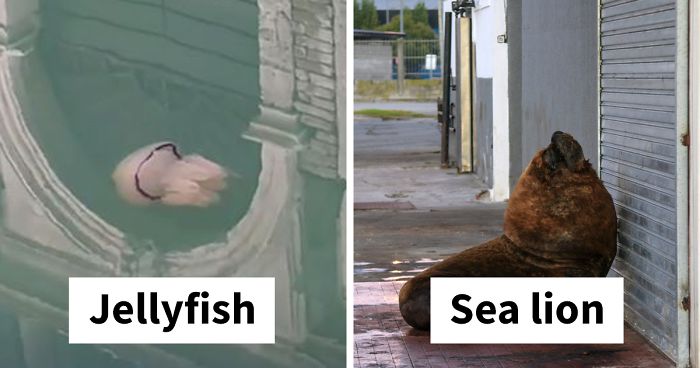 Animals Invade Cities As People Quarantine Themselves At Home (24 New Pics)