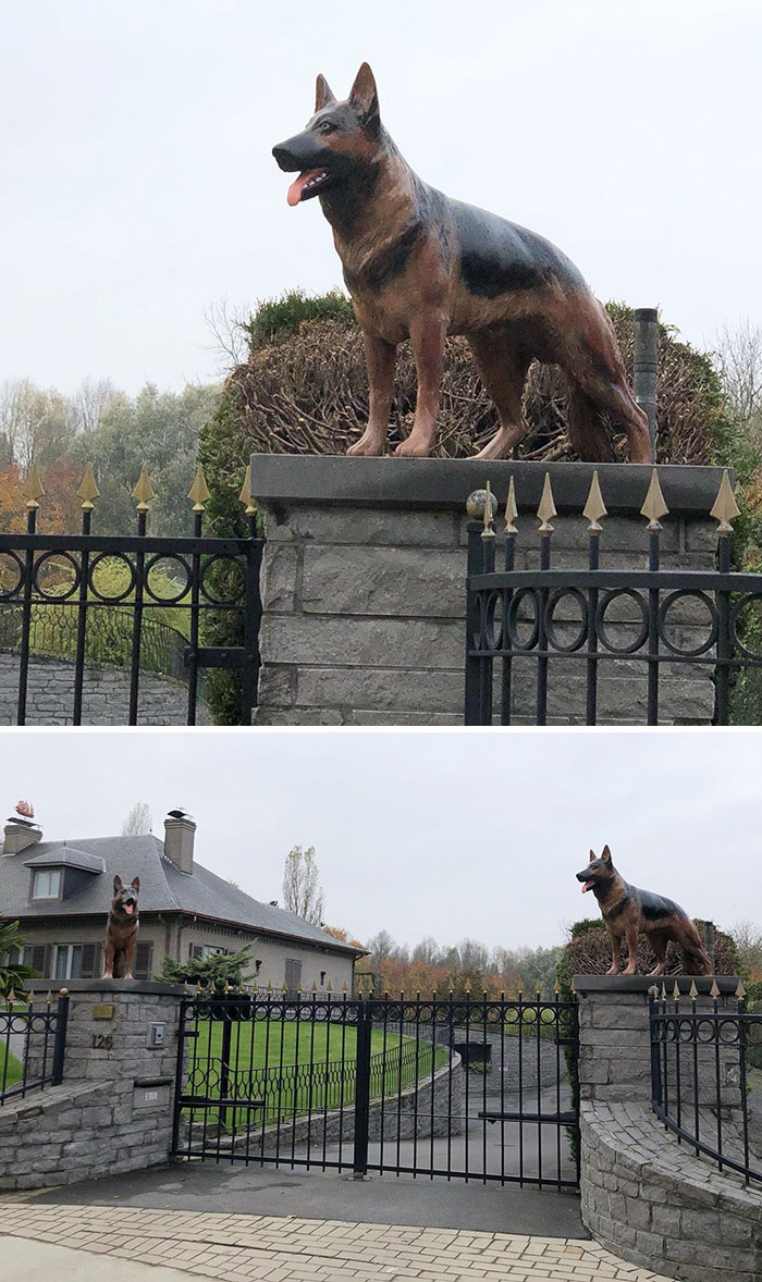 100% Real No Fake Doggo