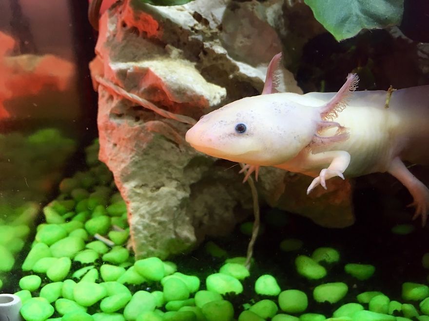The Axolotl: Meet The Amazing Salamander That Can Regrow Almost Any Part Of Its Body
