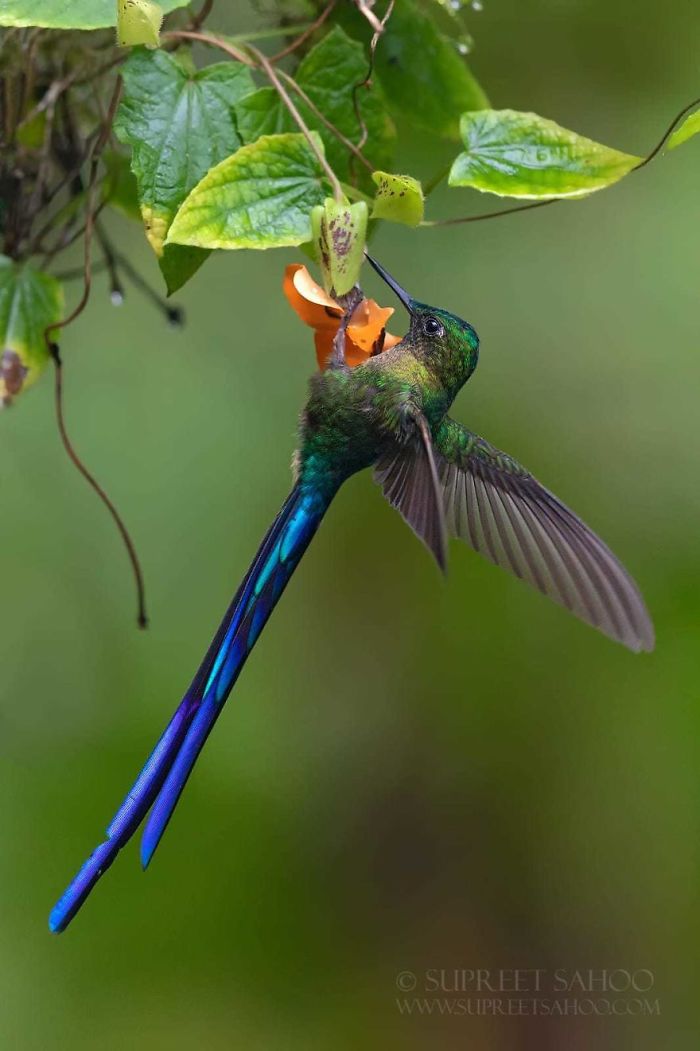 Violet-Tailed Sylph
