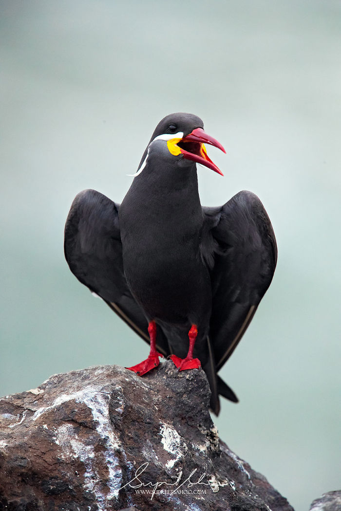 Inca Tern