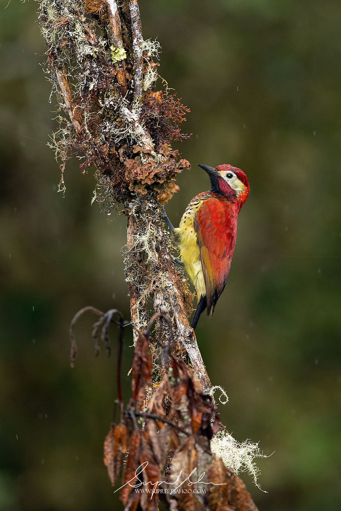 Crimson-Mantled Woodpecker