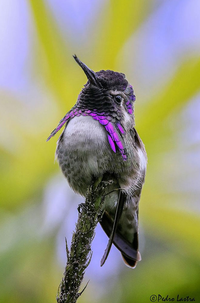 Ruby-Throated Hummingbird