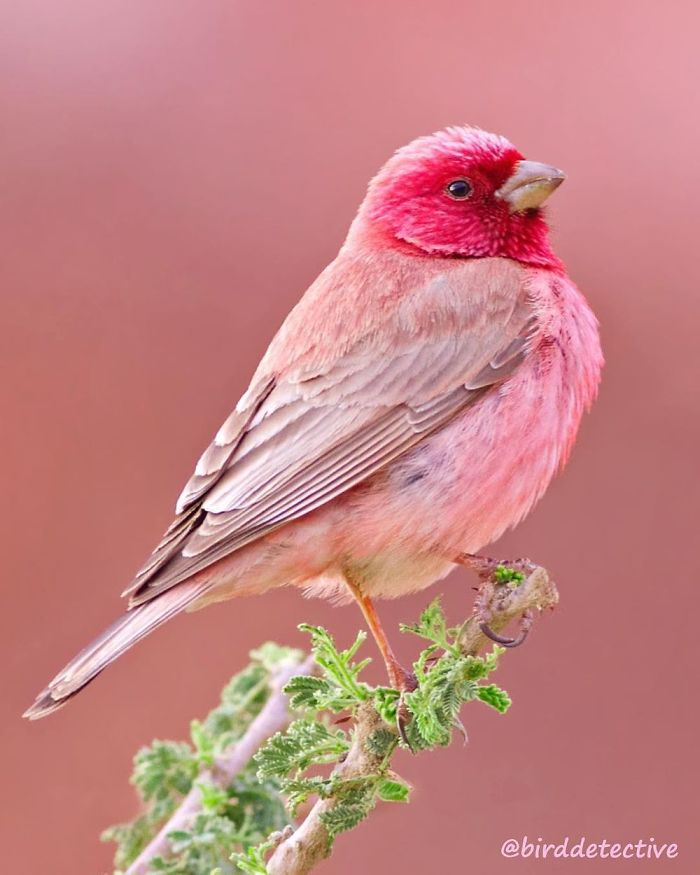 Rosefinch