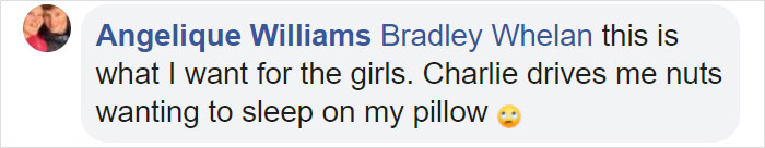 This Company Makes Custom Wooden Bed Frames With Built-In Pet Beds This Company Makes Custom Wooden Bed Frames With Built-In Pet Beds