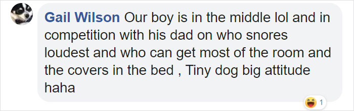 This Company Makes Custom Wooden Bed Frames With Built-In Pet Beds This Company Makes Custom Wooden Bed Frames With Built-In Pet Beds