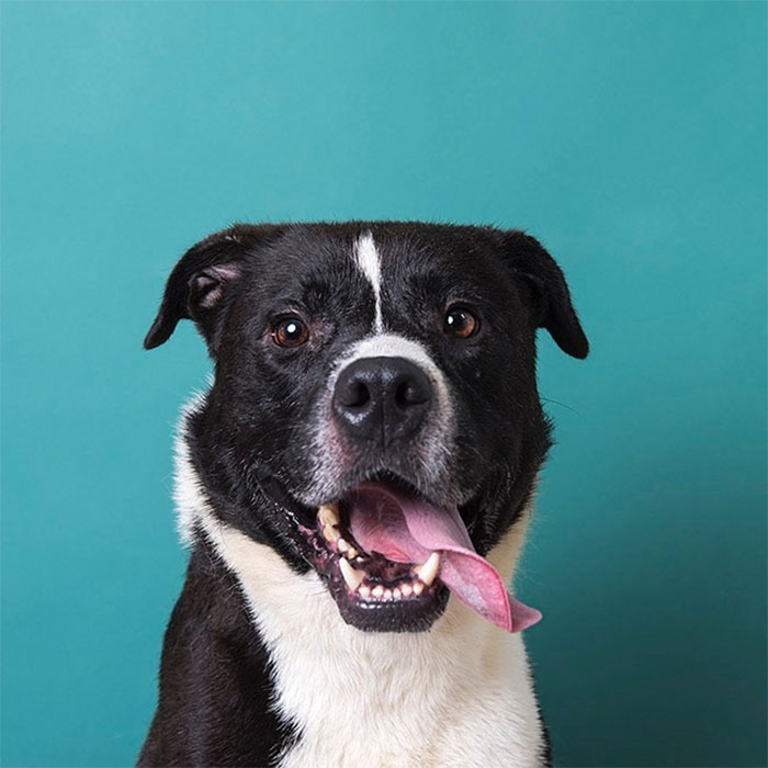 Heartbreaking Photos Show How Much Living In A Dog Shelter For 6 Years Changes A Dog