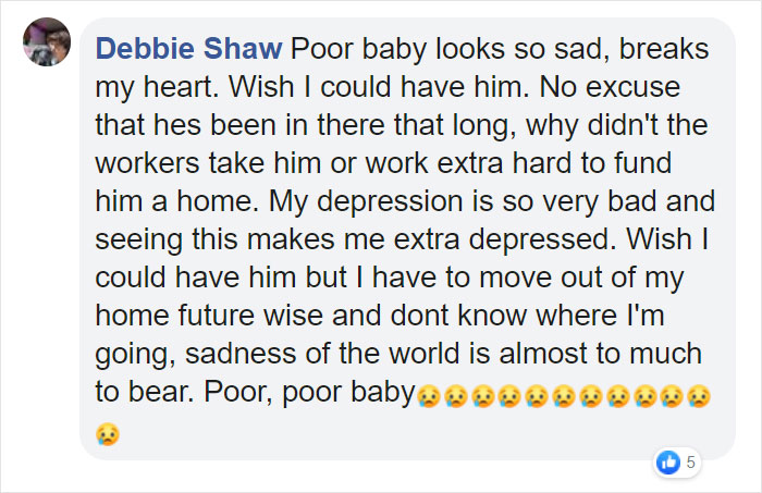Heartbreaking Photos Show How Much Living In A Dog Shelter For 6 Years Changes A Dog Heartbreaking Photos Show How Much Living In A Dog Shelter For 6 Years Changes A Dog