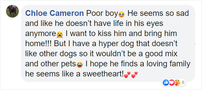 Heartbreaking Photos Show How Much Living In A Dog Shelter For 6 Years Changes A Dog Heartbreaking Photos Show How Much Living In A Dog Shelter For 6 Years Changes A Dog