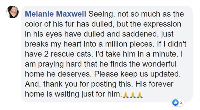 Heartbreaking Photos Show How Much Living In A Dog Shelter For 6 Years Changes A Dog