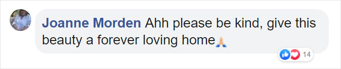 Heartbreaking Photos Show How Much Living In A Dog Shelter For 6 Years Changes A Dog Heartbreaking Photos Show How Much Living In A Dog Shelter For 6 Years Changes A Dog