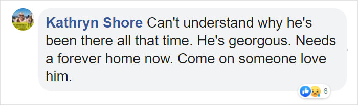 Heartbreaking Photos Show How Much Living In A Dog Shelter For 6 Years Changes A Dog