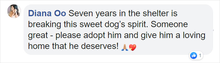 Heartbreaking Photos Show How Much Living In A Dog Shelter For 6 Years Changes A Dog