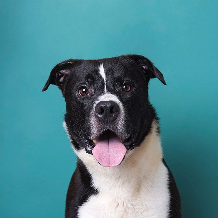 Heartbreaking Photos Show How Much Living In A Dog Shelter For 6 Years Changes A Dog