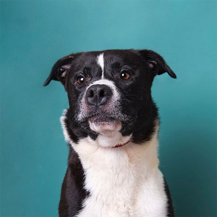 Heartbreaking Photos Show How Much Living In A Dog Shelter For 6 Years Changes A Dog