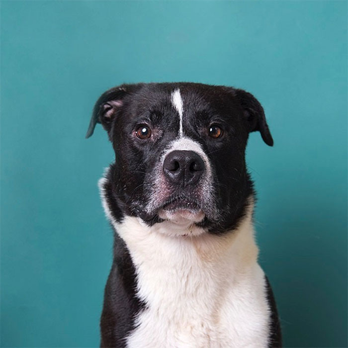 Heartbreaking Photos Show How Much Living In A Dog Shelter For 6 Years Changes A Dog Heartbreaking Photos Show How Much Living In A Dog Shelter For 6 Years Changes A Dog