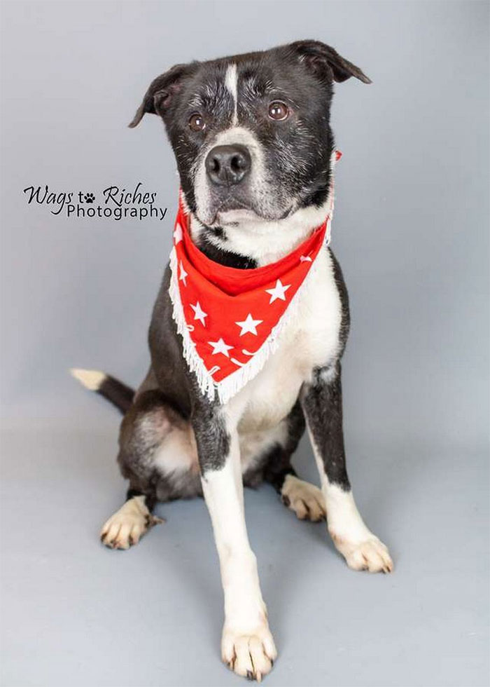 Heartbreaking Photos Show How Much Living In A Dog Shelter For 6 Years Changes A Dog