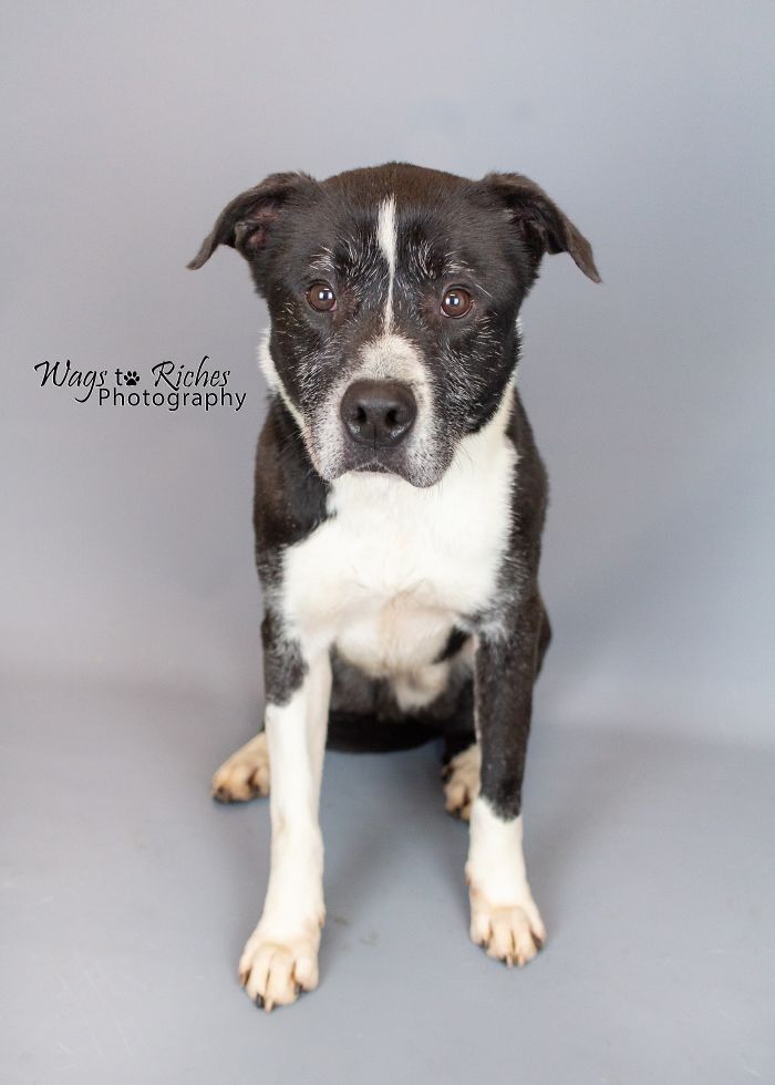 Heartbreaking Photos Show How Much Living In A Dog Shelter For 6 Years Changes A Dog Heartbreaking Photos Show How Much Living In A Dog Shelter For 6 Years Changes A Dog