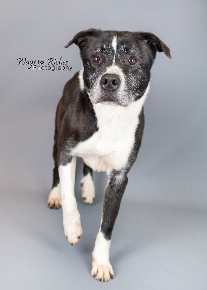 Heartbreaking Photos Show How Much Living In A Dog Shelter For 6 Years Changes A Dog