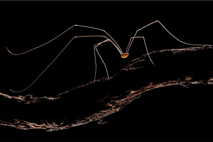 Terrestrial Wildlife, Finalist: 'Long Legs' By Ruben Perez Novo