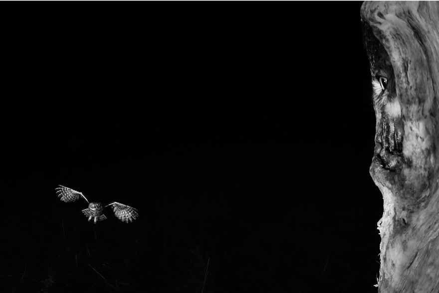 Winged Life, Finalist: 'Night Service' By Tibor Kercz