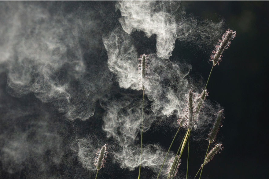 Landscapes, Waterscapes, And Flora, Finalist: 'Pollen Spread' By Pål Hermansen