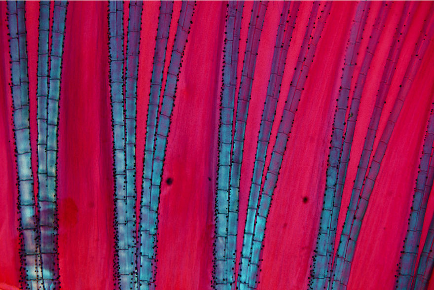 Art Of Nature, Finalist: 'Minnow Fin' By David Maitland