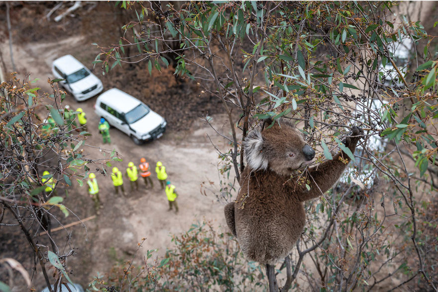 Human/Nature, Finalist: 'A Koala’s Eye View' By Doug Gimesy