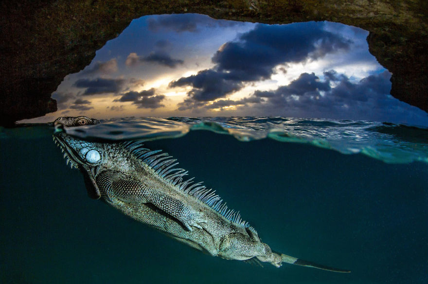 Aquatic Life, Finalist: 'The Green Iguana' By Lorenzo Mittiga