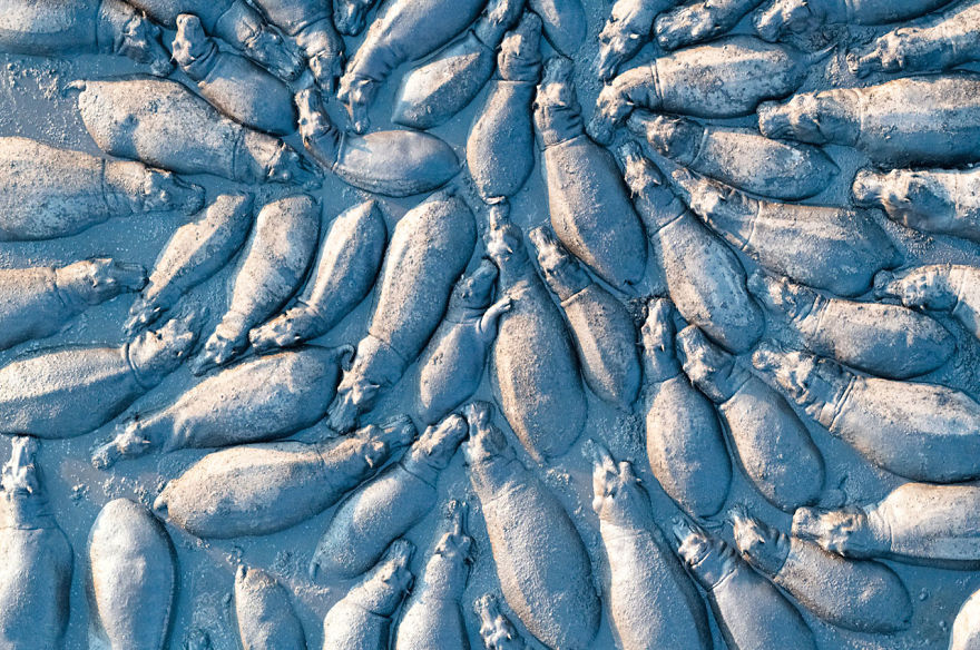Terrestrial Wildlife, Finalist: 'Hippopotamus Group From Above' By Talib Almarri