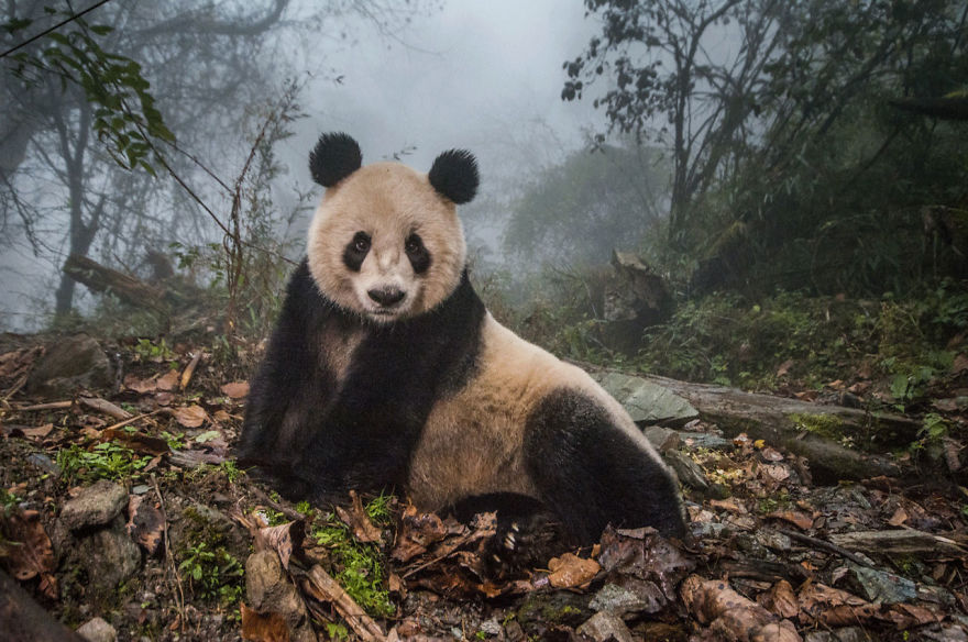 Terrestrial Wildlife, Finalist, Yeye In The Mist By Ami Vitale