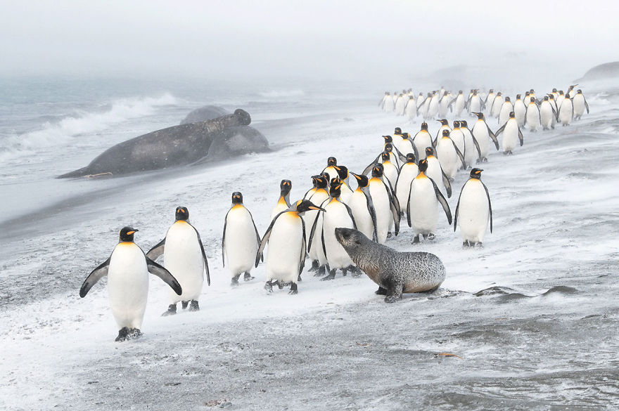 Winged Life, Finalist: 'Penguin Defence' By Ben Cranke