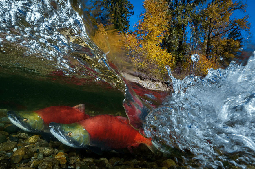 Aquatic Life, Finalist: 'Pacific Red Sockeye' By Yung-Sen Wu