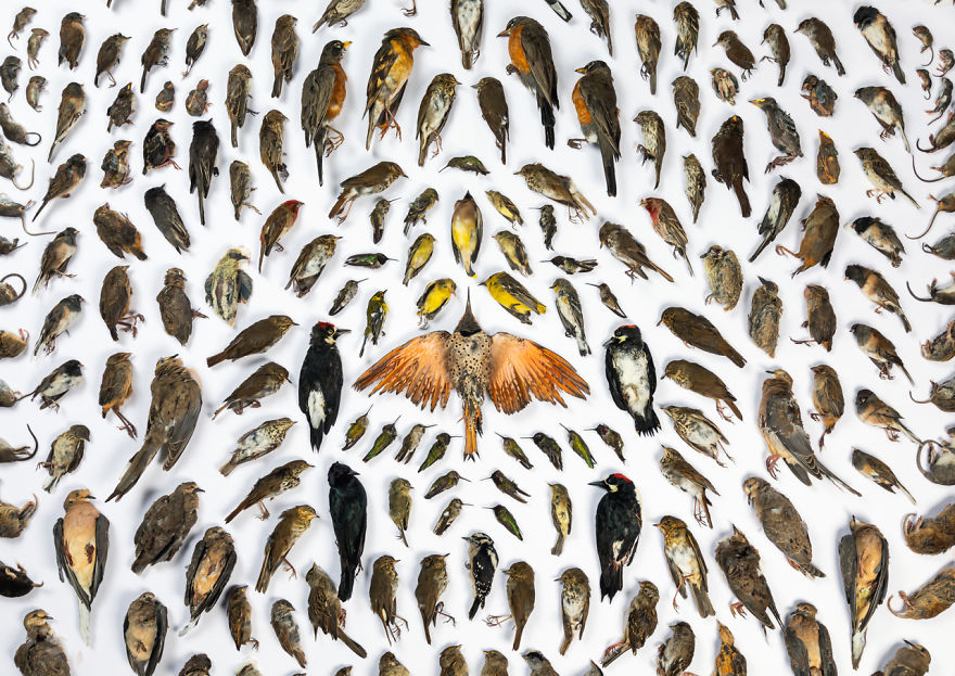 Human/Nature, Winner: 'Caught By Cats' By Jak Wonderly