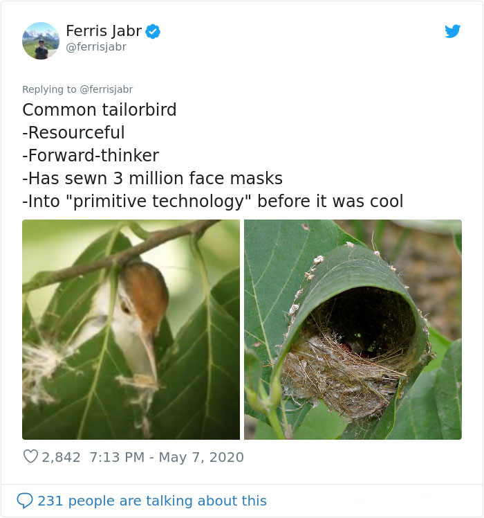 Common Tailorbird