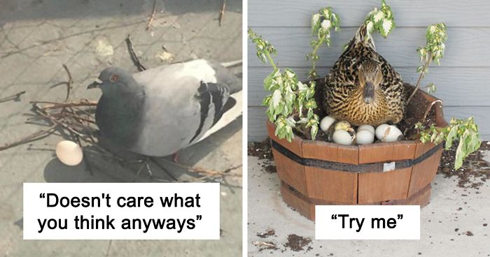 Person Reviews The Incredibly Different Bird Nesting Styles With Ridiculous Commentary (19 Pics)