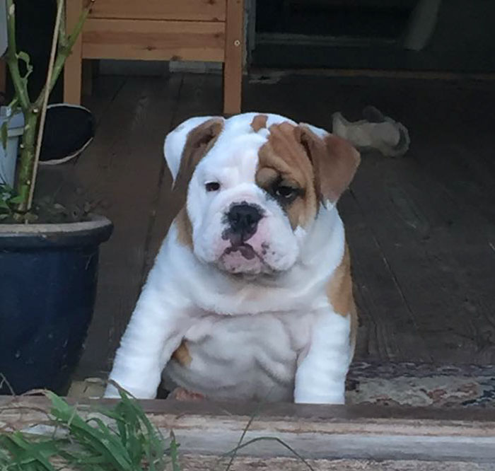This Bulldog Loves Watching The Street Through A Hole, So His Owners Paint 2 Costumes On The Fence This Bulldog Loves Watching The Street Through A Hole, So His Owners Paint 2 Costumes On The Fence