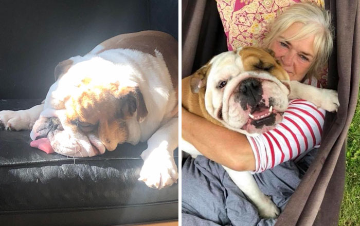 This Bulldog Loves Watching The Street Through A Hole, So His Owners Paint 2 Costumes On The Fence This Bulldog Loves Watching The Street Through A Hole, So His Owners Paint 2 Costumes On The Fence