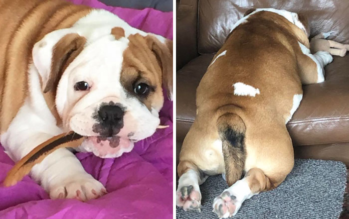 This Bulldog Loves Watching The Street Through A Hole, So His Owners Paint 2 Costumes On The Fence This Bulldog Loves Watching The Street Through A Hole, So His Owners Paint 2 Costumes On The Fence