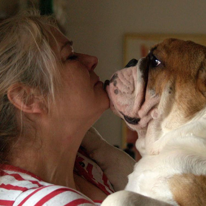 This Bulldog Loves Watching The Street Through A Hole, So His Owners Paint 2 Costumes On The Fence This Bulldog Loves Watching The Street Through A Hole, So His Owners Paint 2 Costumes On The Fence