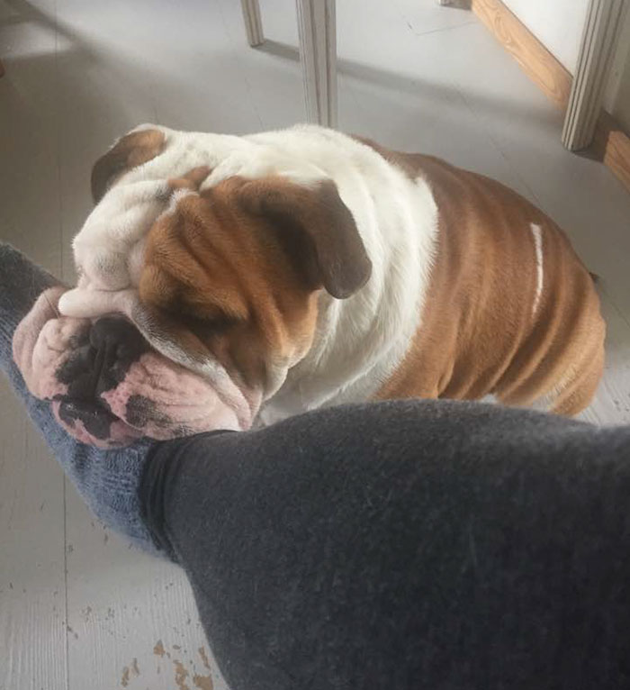 This Bulldog Loves Watching The Street Through A Hole, So His Owners Paint 2 Costumes On The Fence This Bulldog Loves Watching The Street Through A Hole, So His Owners Paint 2 Costumes On The Fence