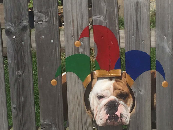 This Bulldog Loves Watching The Street Through A Hole, So His Owners Paint 2 Costumes On The Fence This Bulldog Loves Watching The Street Through A Hole, So His Owners Paint 2 Costumes On The Fence