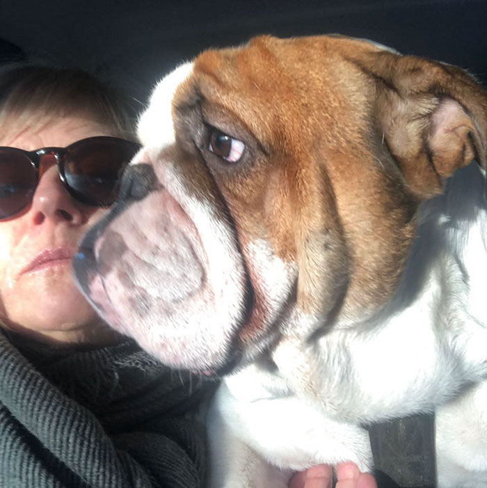 This Bulldog Loves Watching The Street Through A Hole, So His Owners Paint 2 Costumes On The Fence This Bulldog Loves Watching The Street Through A Hole, So His Owners Paint 2 Costumes On The Fence
