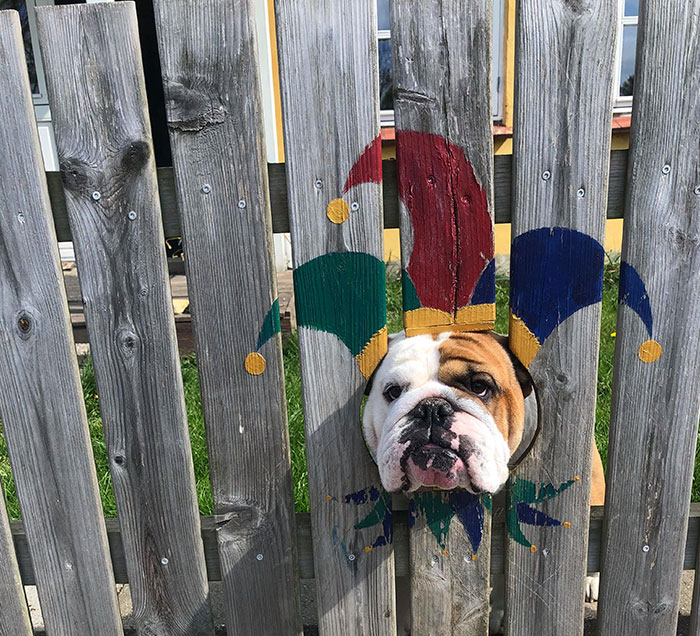 This Bulldog Loves Watching The Street Through A Hole, So His Owners Paint 2 Costumes On The Fence This Bulldog Loves Watching The Street Through A Hole, So His Owners Paint 2 Costumes On The Fence